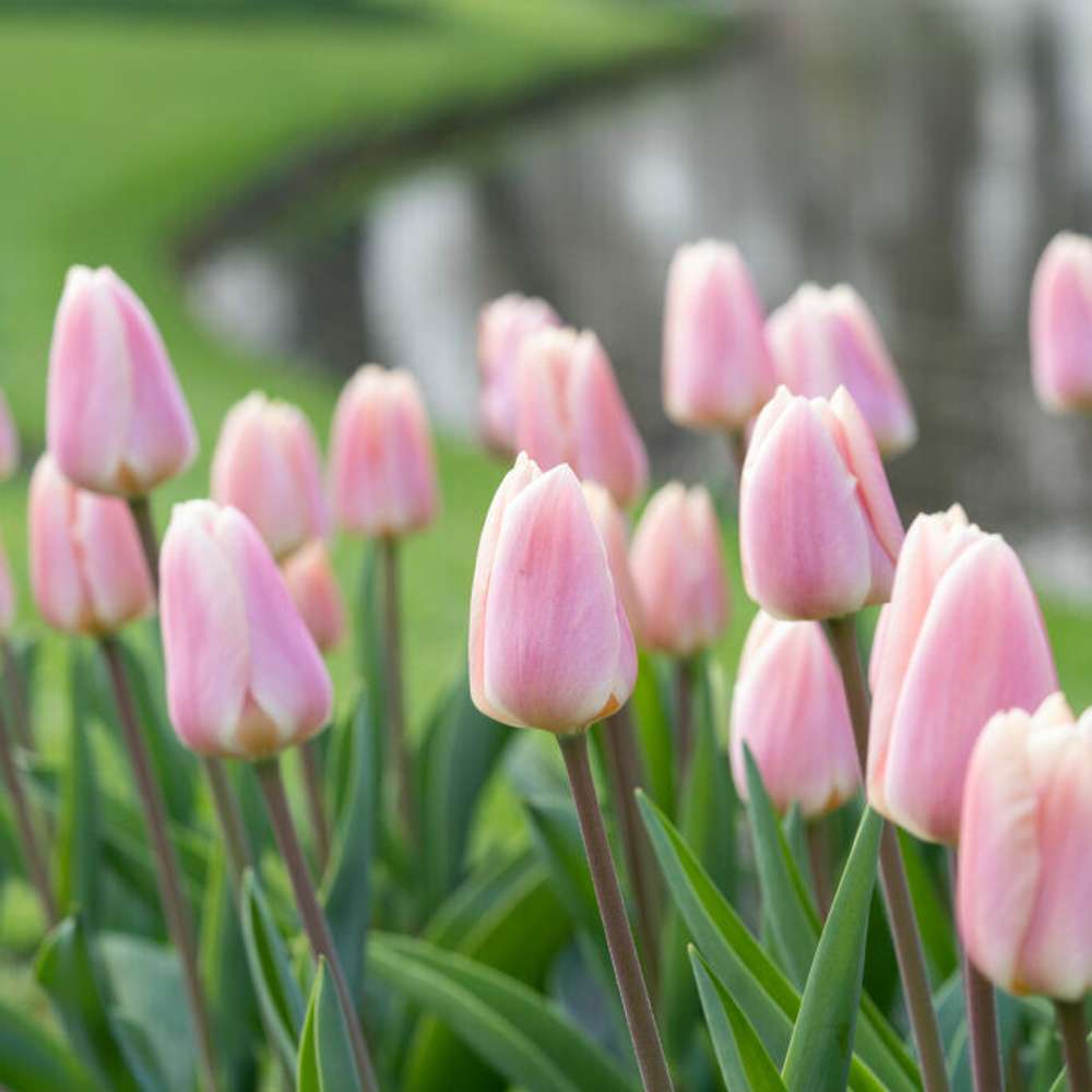 Tulipan 'Apricot Delight'